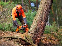 Professional Tree Removal and Landscaping Services in Country Club Hills, IL